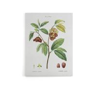 Artery8 Papaw Tree Botanical Redoute Vintage Canvas Wall Art in White | Size: W12" x H16" Artery8 White W12" x H16"