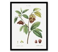 Artery8 Papaw Tree Botanical Redoute Vintage Framed Wall Art Print in White | Size: A4 Artery8 White A4