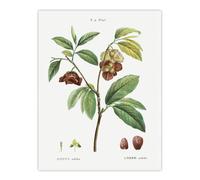 Artery8 Papaw Tree Botanical Redoute Vintage Wall Art Print Poster in White | Size: W24" x H32" Artery8 White W24" x H32"