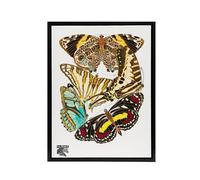 Artery8 Papillons Butterflies Framed Canvas Wall Art Print Vintage : Artwork by Eugene Seguy 12x16 Colourful natural illustration perfect for creative spaces, adored by entomology or art fans