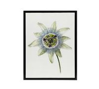 Artery8 Passion Flower Bloom Floral Drawing Bernard Black Framed Canvas Art in White | Size: W24" x H32" Artery8 White W24" x H32"