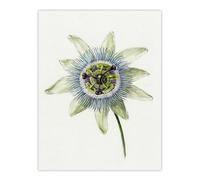 Artery8 Passion Flower Bloom Floral Drawing Bernard Wall Art Print Poster in White | Size: W24" x H32" Artery8 White W24" x H32"