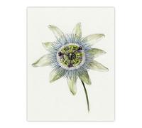Artery8 Passion Flower Bloom Floral Drawing Large Art Print 18X24 Artwork By Jean Bernard : Elegant Botanical Flower Sketch Ideal For Hallway Or Bedroom Adding Delicate Linework And Organic Charm