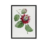 Artery8 Passion Flower Illustration Black Framed Canvas Wall Art Print 12X16 Artwork By Redoute : Vine Bloom Motif Bringing Calm Balanced Rhythm To Minimalist Living Room Style
