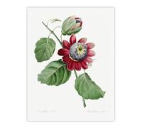 Artery8 Passion Flower Illustration XL Extra Large Wall Art Poster Print 24X32 Artwork By Redoute : Vine Bloom Motif Bringing Calm Balanced Rhythm To Minimalist Living Room Style