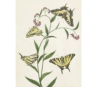 Artery8 Paul Gabriel Four Butterflies On Flowers Painting Premium Wall Art Canvas Print 18X24 Inch