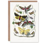 Artery8 Paul Gervais Butterflies Moths Vintage Illustration Blank Art Greeting Card