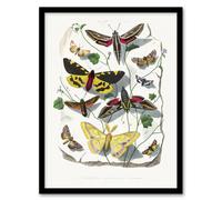 Artery8 Paul Gervais Butterflies Moths Vintage Illustration Framed Art Print in White | Size: A4 Artery8 White A4