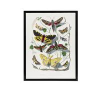 Artery8 Paul Gervais Butterflies Moths Vintage Illustration Framed Canvas Art in White | Size: W18" x H24" Artery8 White W18" x H24"