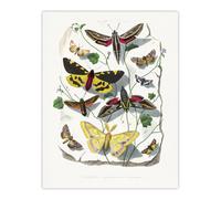 Artery8 Paul Gervais Butterflies Moths Vintage Illustration Wall Art Print in White | Size: W24" x H32" Artery8 White W24" x H32"