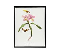 Artery8 Paul Gervais Cattleya Orchids & Butterflies Framed Canvas Art Print in White | Size: W24" x H32" Artery8 White W24" x H32"
