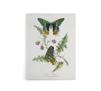 Artery8 Paul Gervais Madagascan Sunset Moth & Flowers Canvas Wall Art Print in White | Size: W12" x H16" Artery8 White W12" x H16"