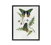 Artery8 Paul Gervais Madagascan Sunset Moth & Flowers Framed Canvas Art in White | Size: W12" x H16" Artery8 White W12" x H16"
