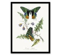 Artery8 Paul Gervais Madagascan Sunset Moth & Flowers Framed Wall Art Print in White | Size: W12" x H16" Artery8 White W12" x H16"
