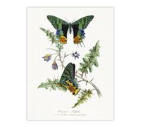 Artery8 Paul Gervais Madagascan Sunset Moth & Flowers Wall Art Print in White | Size: W18" x H24" Artery8 White W18" x H24"