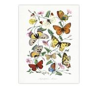 Artery8 Paul Gervais Moths Butterflies & Morning Glory Wall Art Print in White | Size: W24" x H32" Artery8 White W24" x H32"