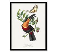 Artery8 Paul Gervais Toucan & Butterfly Vintage Illustration Framed Art Print in White | Size: W12" x H16" Artery8 White W12" x H16"