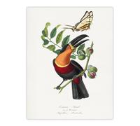 Artery8 Paul Gervais Toucan & Butterfly Vintage Illustration Wall Art Print in White | Size: W24" x H32" Artery8 White W24" x H32"