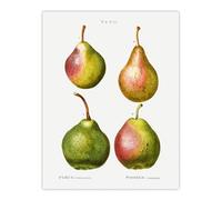 Artery8 Pear Fruit Illustration Large Wall Art Poster Print 18X24 Inch Artwork By Redoute : Antique Harvest Plate Adding Organic Style And Calm Tone To Relaxed Living Rooms