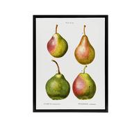 Artery8 Pear Fruit Illustration Redoute Vintage Black Framed Canvas Wall Art in White | Size: W24" x H32" Artery8 White W24" x H32"