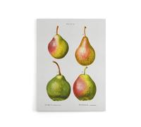 Artery8 Pear Fruit Illustration Redoute Vintage Canvas Wall Art in White | Size: W18" x H24" Artery8 White W18" x H24"