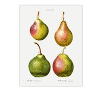 Artery8 Pear Fruit Illustration Redoute Vintage Wall Art Poster Print 12X16"