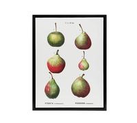 Artery8 Pear Fruit Varieties Redoute Vintage Black Framed Canvas Wall Art in White | Size: W12" x H16" Artery8 White W12" x H16"