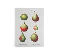 Artery8 Pear Fruit Varieties Redoute Vintage Canvas Wall Art in White | Size: W18" x H24" Artery8 White W18" x H24"