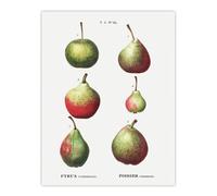 Artery8 Pear Fruit Varieties Redoute Vintage Wall Art Print Poster in White | Size: W18" x H24" Artery8 White W18" x H24"