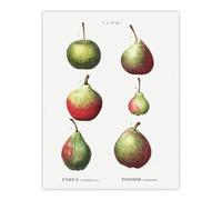 Artery8 Pear Fruit Varieties XL Extra Large Wall Art Poster Print 24X32 Artwork By Redoute : Classic Fruit Study Enriching Modern Kitchens With Natural Heritage Character
