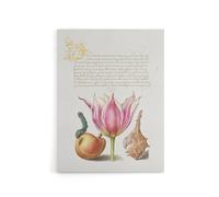 Artery8 Pear Pink Tulip & Seashell Calligraphy Canvas Wall Art Print in White | Size: W18" x H24" Artery8 White W18" x H24"