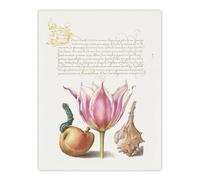 Artery8 Pear Pink Tulip & Seashell Calligraphy Wall Art Poster Print in White | Size: W12" x H16" Artery8 White W12" x H16"