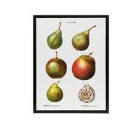 Artery8 Pear Varieties Illustration Redoute Black Framed Canvas Wall Art in White | Size: W24" x H32" Artery8 White W24" x H32"