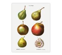 Artery8 Pear Varieties Illustration Redoute Vintage Wall Art Poster Print 12X16"