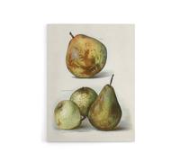 Artery8 Pear Varieties Vintage Fruit Illustration Wright Canvas Wall Art Print in White | Size: W24" x H32" Artery8 White W24" x H32"
