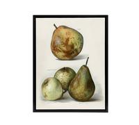 Artery8 Pear Varieties Vintage Fruit Illustration Wright Framed Canvas Art in White | Size: W12" x H16" Artery8 White W12" x H16"