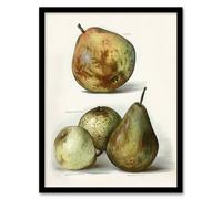 Artery8 Pear Varieties Vintage Fruit Illustration Wright Framed Wall Art Print in White | Size: A4 Artery8 White A4