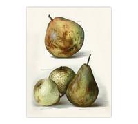 Artery8 Pear Varieties Vintage Fruit Illustration Wright Wall Art Poster Print in White | Size: W12" x H16" Artery8 White W12" x H16"