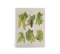 Artery8 Peas Kitchen Vintage Botanical Ernst Benary Canvas Wall Art Print in White | Size: W24" x H32" Artery8 White W24" x H32"