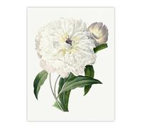 Artery8 Peony Flower Illustration Large Wall Art Poster Print 18X24 Inch Artwork By Redoute : Bloom Detail Image Adding Soft Tone And Freshness To Elegant Living Room Walls