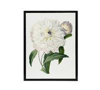 Artery8 Peony Flower Illustration Redoute Vintage Black Framed Canvas Wall Art in White | Size: W24" x H32" Artery8 White W24" x H32"