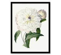Artery8 Peony Flower Illustration Wall Art Print Framed Poster 12x16 inch Artwork By Redoute : Bloom Detail Image Adding Soft Tone And Freshness To Elegant Living Room Walls