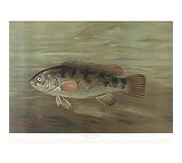 Artery8 Petrie North American Fishes Blackfish Tautog Illustration Art Print Canvas Premium Wall Decor Poster Mural