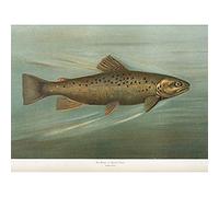 Artery8 Petrie North American Fishes Brown Trout Illustration Art Print Canvas Premium Wall Decor Poster Mural