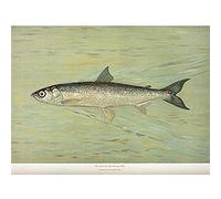 Artery8 Petrie North American Fishes Cisco Illustration Art Print Canvas Premium Wall Decor Poster Mural