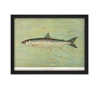 Artery8 Petrie North American Fishes Cisco Illustration Artwork Framed Wall Art Print 18X24 Inch