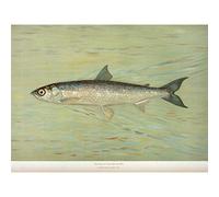 Artery8 Petrie North American Fishes Cisco Illustration Large XL Wall Art Canvas Print