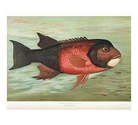 Artery8 Petrie North American Fishes Fat Head Illustration Art Print Canvas Premium Wall Decor Poster Mural