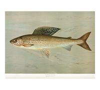 Artery8 Petrie North American Fishes Grayling Illustration Art Print Canvas Premium Wall Decor Poster Mural