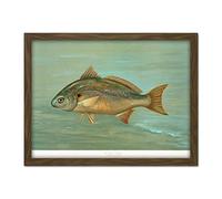 Artery8 Petrie North American Fishes Lafayette Spot Illustration Artwork Framed Wall Art Print 18X24 Inch